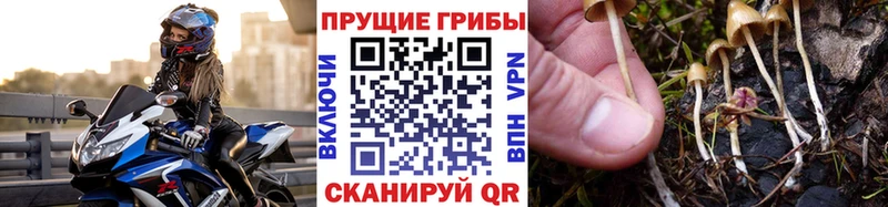 купить  сайты  Яровое  Псилоцибиновые грибы Psilocybe 